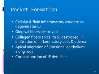 Pocket Formation
 Cellular & fluid inflammatory exudate 
degenerates CT
 Gingival fibers destroyed
 Collagen fibers apical to JE destroyed 
infiltration of inflammatory cells & edema
 Apical migration of junctional epithelium
along root
 Coronal portion of JE detaches
14
 