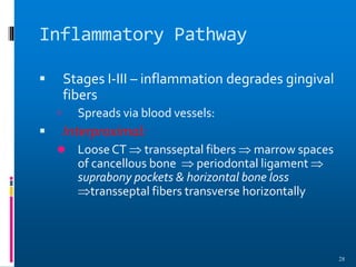 Inflammatory Pathway
 Stages I-III – inflammation degrades gingival
fibers
 Spreads via blood vessels:
 Interproximal:
 Loose CT  transseptal fibers  marrow spaces
of cancellous bone  periodontal ligament 
suprabony pockets & horizontal bone loss
transseptal fibers transverse horizontally
28
 