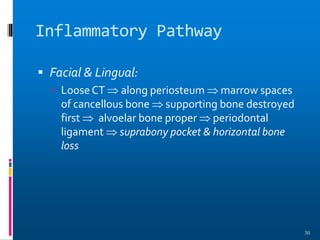 Inflammatory Pathway
 Facial & Lingual:
 Loose CT  along periosteum  marrow spaces
of cancellous bone  supporting bone destroyed
first  alvoelar bone proper  periodontal
ligament  suprabony pocket & horizontal bone
loss
30
 