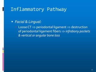 Inflammatory Pathway
 Facial & Lingual:
 Loose CT  periodontal ligament  destruction
of periodontal ligament fibers  infrabony pockets
& vertical or angular bone loss
31
 