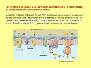 Fosforilación asociada a un potencial quimiosmótico (o fosforilación
en cadena transportadora de electrones)
Mediante enzimas del grupo de las ATP-sintetasas existentes en las crestas
de las mitocondrias (fosforilación oxidativa) o en los tilacoides de los
cloroplastos (fotofosforilación), cuando dichas enzimas son atravesadas
por un flujo de protones (H+ ) generado por un potencial de membrana.
Fotofosforilación
 