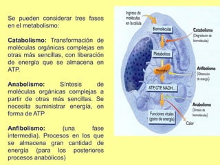 Se pueden considerar tres fases
en el metabolismo:
Catabolismo: Transformación de
moléculas orgánicas complejas en
otras más sencillas, con liberación
de energía que se almacena en
ATP.
Anabolismo: Síntesis de
moléculas orgánicas complejas a
partir de otras más sencillas. Se
necesita suministrar energía, en
forma de ATP
Anfibolismo: (una fase
intermedia). Procesos en los que
se almacena gran cantidad de
energía (para los posteriores
procesos anabólicos)
 