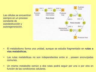 Las células se encuentran
siempre en un proceso
constante de
autodestrucción y
autoregeneración.
• El metabolismo forma una unidad, aunque se estudia fragmentado en rutas o
vías metabólicas.
• Las rutas metabólicas no son independientes entre si , poseen encrucijadas
comunes.
• Un mismo metabolito común a dos rutas podrá seguir por una o por otra en
función de las condiciones celulares.
 