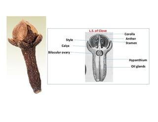 12 Clove pdf