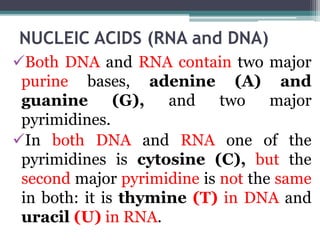 NUCLEIC ACIDS (RNA and DNA)
Both DNA and RNA contain two major
purine bases, adenine (A) and
guanine (G), and two major
pyrimidines.
In both DNA and RNA one of the
pyrimidines is cytosine (C), but the
second major pyrimidine is not the same
in both: it is thymine (T) in DNA and
uracil (U) in RNA.
 