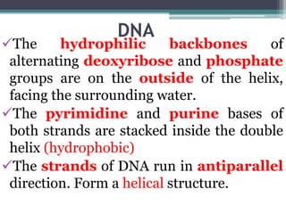 DNA
The hydrophilic backbones of
alternating deoxyribose and phosphate
groups are on the outside of the helix,
facing the surrounding water.
The pyrimidine and purine bases of
both strands are stacked inside the double
helix (hydrophobic)
The strands of DNA run in antiparallel
direction. Form a helical structure.
 