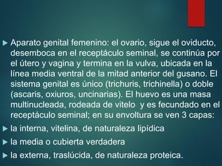  Aparato genital femenino: el ovario, sigue el oviducto,
desemboca en el receptáculo seminal, se continúa por
el útero y vagina y termina en la vulva, ubicada en la
línea media ventral de la mitad anterior del gusano. El
sistema genital es único (trichuris, trichinella) o doble
(ascaris, oxiuros, uncinarias). El huevo es una masa
multinucleada, rodeada de vitelo y es fecundado en el
receptáculo seminal; en su envoltura se ven 3 capas:
 la interna, vitelina, de naturaleza lipídica
 la media o cubierta verdadera
 la externa, traslúcida, de naturaleza proteica.
 