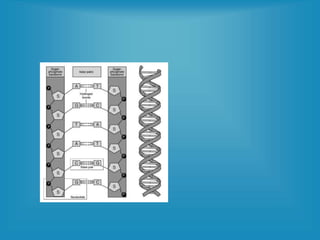 12. Chromosomes and DNA Replication.ppt
