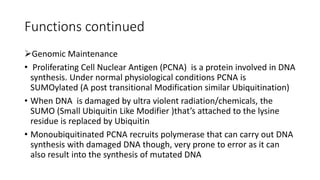 Functions continued
Genomic Maintenance
• Proliferating Cell Nuclear Antigen (PCNA) is a protein involved in DNA
synthesis. Under normal physiological conditions PCNA is
SUMOylated (A post transitional Modification similar Ubiquitination)
• When DNA is damaged by ultra violent radiation/chemicals, the
SUMO (Small Ubiquitin Like Modifier )that’s attached to the lysine
residue is replaced by Ubiquitin
• Monoubiquitinated PCNA recruits polymerase that can carry out DNA
synthesis with damaged DNA though, very prone to error as it can
also result into the synthesis of mutated DNA
 
