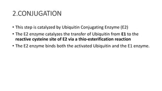 2.CONJUGATION
• This step is catalyzed by Ubiquitin Conjugating Enzyme (E2)
• The E2 enzyme catalyzes the transfer of Ubiquitin from E1 to the
reactive cysteine site of E2 via a thio-esterification reaction
• The E2 enzyme binds both the activated Ubiquitin and the E1 enzyme.
 