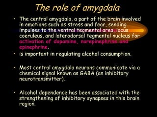 The role of amygdala
• The central amygdala, a part of the brain involved
in emotions such as stress and fear, sending
impulses to the ventral tegmental area, locus
coeruleus, and laterodorsal tegmental nucleus for
activation of dopamine, norepinephrine and
epinephrine.
• is important in regulating alcohol consumption.
• Most central amygdala neurons communicate via a
chemical signal known as GABA (an inhibitory
neurotransmitter).
• Alcohol dependence has been associated with the
strengthening of inhibitory synapses in this brain
region.
 