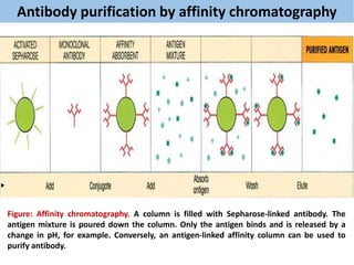 12. Immunological techniques_MWM.pptx