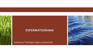ESPERMATOGRAMA
Anatomia, fisiología,origen,composición
 