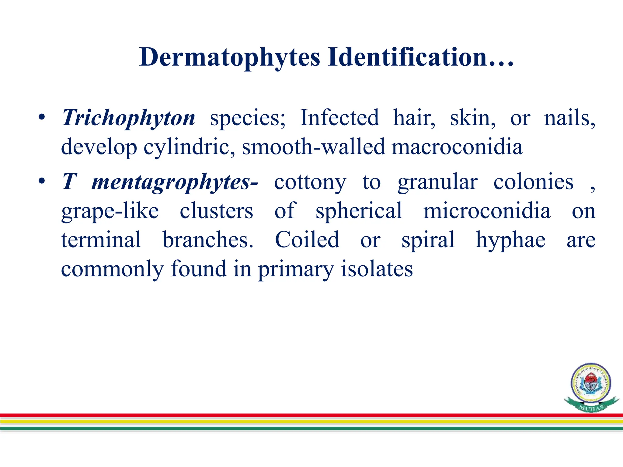 Dermatophytes Identification…
• Trichophyton species; Infected hair, skin, or nails,
develop cylindric, smooth-walled macroconidia
• T mentagrophytes- cottony to granular colonies ,
grape-like clusters of spherical microconidia on
terminal branches. Coiled or spiral hyphae are
commonly found in primary isolates
 