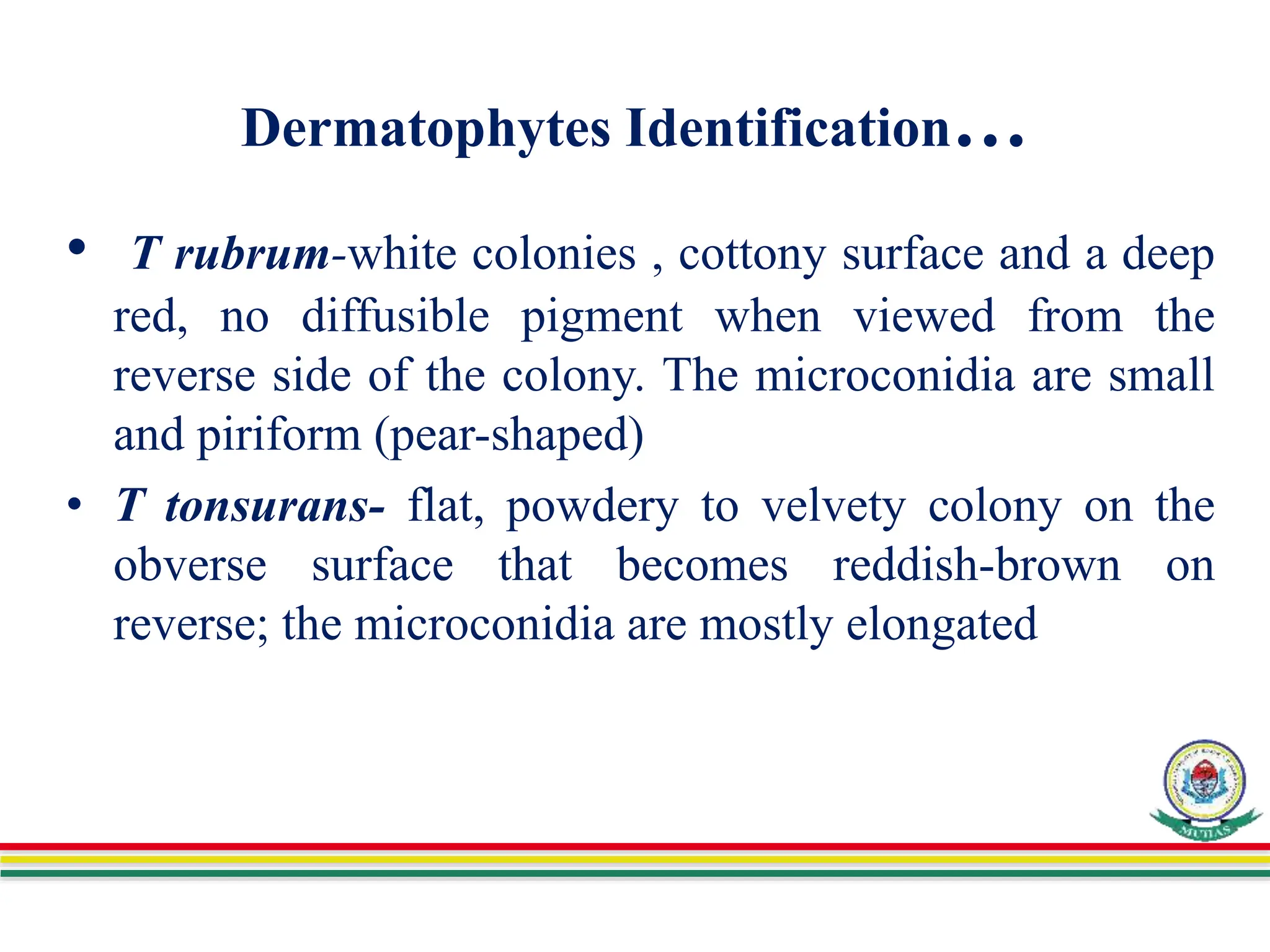 Dermatophytes Identification…
• T rubrum-white colonies , cottony surface and a deep
red, no diffusible pigment when viewed from the
reverse side of the colony. The microconidia are small
and piriform (pear-shaped)
• T tonsurans- flat, powdery to velvety colony on the
obverse surface that becomes reddish-brown on
reverse; the microconidia are mostly elongated
 