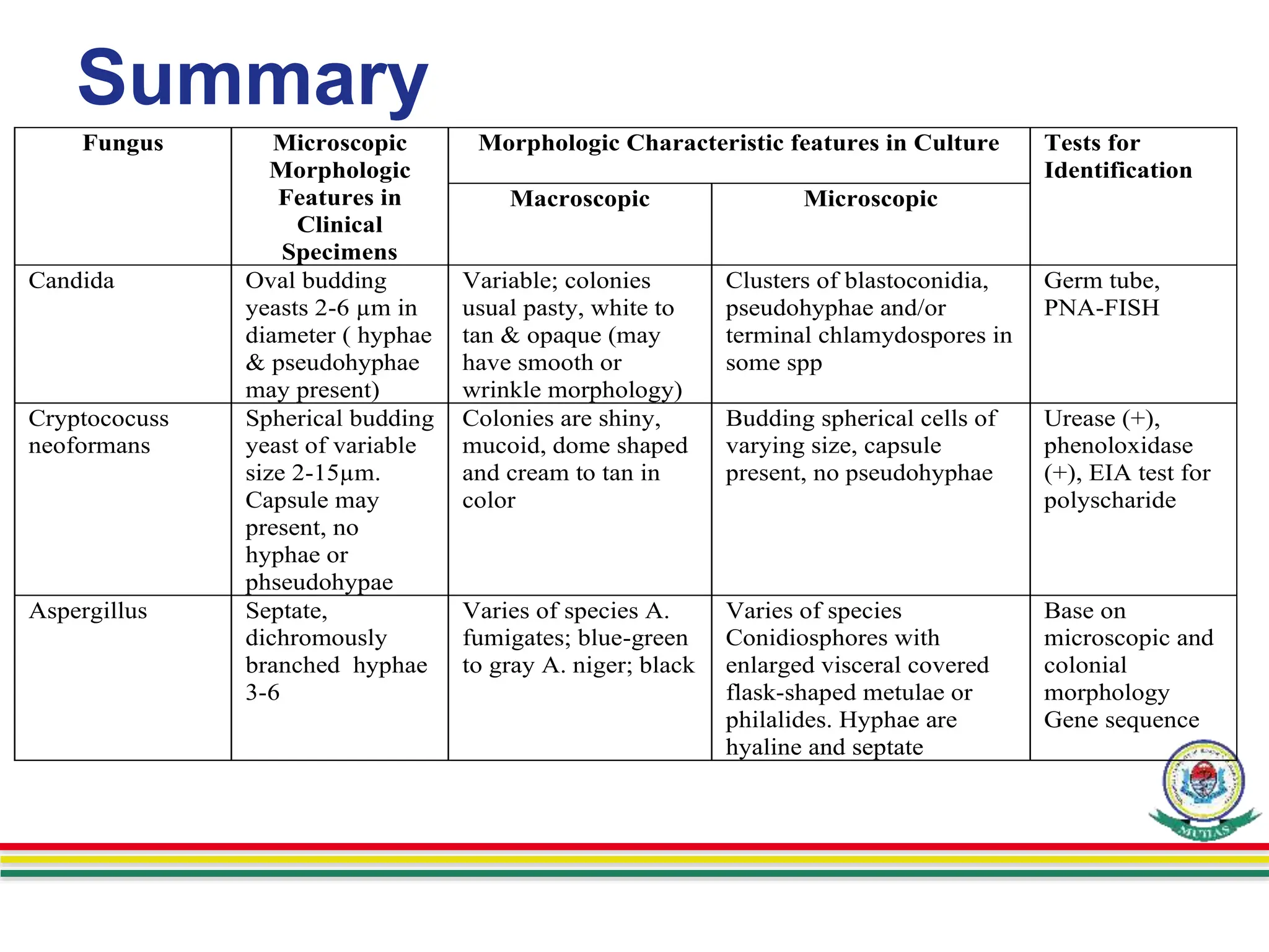 Summary
Fungus Microscopic
Morphologic
Features in
Clinical
Specimens
Morphologic Characteristic features in Culture Tests for
Identification
Macroscopic Microscopic
Candida Oval budding
yeasts 2-6 µm in
diameter ( hyphae
& pseudohyphae
may present)
Variable; colonies
usual pasty, white to
tan & opaque (may
have smooth or
wrinkle morphology)
Clusters of blastoconidia,
pseudohyphae and/or
terminal chlamydospores in
some spp
Germ tube,
PNA-FISH
Cryptococuss
neoformans
Spherical budding
yeast of variable
size 2-15µm.
Capsule may
present, no
hyphae or
phseudohypae
Colonies are shiny,
mucoid, dome shaped
and cream to tan in
color
Budding spherical cells of
varying size, capsule
present, no pseudohyphae
Urease (+),
phenoloxidase
(+), EIA test for
polyscharide
Aspergillus Septate,
dichromously
branched hyphae
3-6
Varies of species A.
fumigates; blue-green
to gray A. niger; black
Varies of species
Conidiosphores with
enlarged visceral covered
flask-shaped metulae or
philalides. Hyphae are
hyaline and septate
Base on
microscopic and
colonial
morphology
Gene sequence
 
