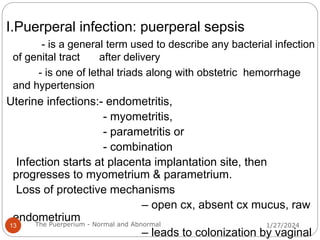 I.Puerperal infection: puerperal sepsis
- is a general term used to describe any bacterial infection
of genital tract after delivery
- is one of lethal triads along with obstetric hemorrhage
and hypertension
Uterine infections:- endometritis,
- myometritis,
- parametritis or
- combination
Infection starts at placenta implantation site, then
progresses to myometrium & parametrium.
Loss of protective mechanisms
– open cx, absent cx mucus, raw
endometrium
– leads to colonization by vaginal
1/27/2024
13 The Puerperium - Normal and Abnormal
 