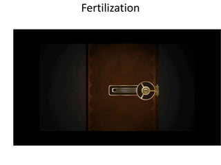 Fertilization
 