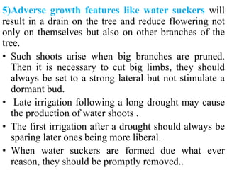 5)Adverse growth features like water suckers will
result in a drain on the tree and reduce flowering not
only on themselves but also on other branches of the
tree.
• Such shoots arise when big branches are pruned.
Then it is necessary to cut big limbs, they should
always be set to a strong lateral but not stimulate a
dormant bud.
• Late irrigation following a long drought may cause
the production of water shoots .
• The first irrigation after a drought should always be
sparing later ones being more liberal.
• When water suckers are formed due what ever
reason, they should be promptly removed..
 
