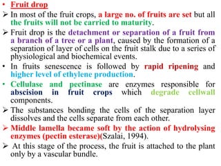 • Fruit drop
 In most of the fruit crops, a large no. of fruits are set but all
the fruits will not be carried to maturity.
 Fruit drop is the detachment or separation of a fruit from
a branch of a tree or a plant, caused by the formation of a
separation of layer of cells on the fruit stalk due to a series of
physiological and biochemical events.
• In fruits senescence is followed by rapid ripening and
higher level of ethylene production.
• Cellulase and pectinase are enzymes responsible for
abscision in fruit crops which degrade cellwall
components.
 The substances bonding the cells of the separation layer
dissolves and the cells separate from each other.
 Middle lamella became soft by the action of hydrolysing
enzymes (pectin esterase)(Szalai, 1994).
 At this stage of the process, the fruit is attached to the plant
only by a vascular bundle.
 