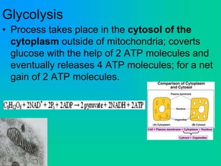 Glycolysis
• Process takes place in the cytosol of the
cytoplasm outside of mitochondria; coverts
glucose with the help of 2 ATP molecules and
eventually releases 4 ATP molecules; for a net
gain of 2 ATP molecules.
 