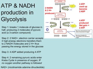ATP & NADH
production in
Glycolysis
Step 1: breaks 1 molecule of glucose in
half, producing 2 molecules of pyruvic
acid (a 3-carbon compound)
Step 2: 2 NAD+ ;electron carrier accepts
4 high-energy electrons transfers them
to 2 NADH molecules and 2 H+ thus
passing the energy stored in the glucose
Step 3: 4 ADP added producing 4 ATP
Step 4: 2 remaining pyruvic acids enter
Krebs Cycle in presence of oxygen; IF
no oxygen another pathway is followed
NAD+ (nicotinamide adenine dinucleotide)
2 NADH
& 2 H+
produced
2 ATP
used up
become
2 ADP
4 ATP
produced
Net gain =
2 ATP
 