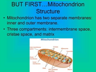 BUT FIRST…Mitochondrion
Structure
• Mitochondrion has two separate membranes:
inner and outer membrane.
• Three compartments: intermembrane space,
cristae space, and matrix
 