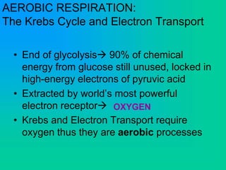 AEROBIC RESPIRATION:
The Krebs Cycle and Electron Transport
• End of glycolysis 90% of chemical
energy from glucose still unused, locked in
high-energy electrons of pyruvic acid
• Extracted by world’s most powerful
electron receptor
• Krebs and Electron Transport require
oxygen thus they are aerobic processes
OXYGEN
 