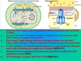 1. Electrons from Krebs cycle are passed to electron transport chain by NADH
& FADH2
2. At end of the chain an enzyme combines electrons from the electron chain
with H+ ions and oxygen to form water
3. Each time 2 high-energy electrons transport down the electron
chain, their energy is used to transport H+ ions across the membrane
4. H+ ions build up in intermembrane space it is now positively charged,
other side of membrane negatively charged (DISPLAY)
5. Electrochemical gradient (chemiosmotic gradient) created for ATP
synthase to work (OFF)
6. ATP synthase converts ADP into ATP (DISPLAY)
 