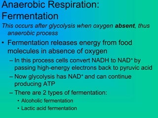 Anaerobic Respiration:
Fermentation
This occurs after glycolysis when oxygen absent, thus
anaerobic process
• Fermentation releases energy from food
molecules in absence of oxygen
– In this process cells convert NADH to NAD+ by
passing high-energy electrons back to pyruvic acid
– Now glycolysis has NAD+ and can continue
producing ATP
– There are 2 types of fermentation:
• Alcoholic fermentation
• Lactic acid fermentation
 