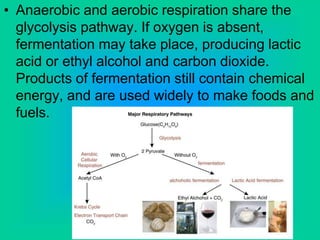 • Anaerobic and aerobic respiration share the
glycolysis pathway. If oxygen is absent,
fermentation may take place, producing lactic
acid or ethyl alcohol and carbon dioxide.
Products of fermentation still contain chemical
energy, and are used widely to make foods and
fuels.
 