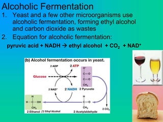 Alcoholic Fermentation
1. Yeast and a few other microorganisms use
alcoholic fermentation, forming ethyl alcohol
and carbon dioxide as wastes
2. Equation for alcoholic fermentation:
pyruvic acid + NADH  ethyl alcohol + CO2 + NAD+
 