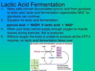 Lactic Acid Fermentation
1. Many cells convert accumulated pyruvic acid from gycolysis
to lactic acid; lactic acid fermentation regenerates NAD+ so
glycolysis can continue
2. Equation for lactic acid fermentation:
pyruvic acid + NADH  lactic acid + NAD+
4. When your body cannot supply enough oxygen to muscle
tissues during exercise, this is produced
5. Without oxygen the body is unable to produce all the ATP it
requires, so lactic acid fermentation takes over
 