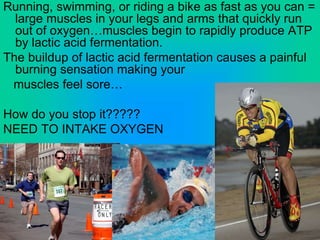 Running, swimming, or riding a bike as fast as you can =
large muscles in your legs and arms that quickly run
out of oxygen…muscles begin to rapidly produce ATP
by lactic acid fermentation.
The buildup of lactic acid fermentation causes a painful
burning sensation making your
muscles feel sore…
How do you stop it?????
NEED TO INTAKE OXYGEN
 
