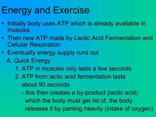 Energy and Exercise
• Initially body uses ATP which is already available in
muscles
• Then new ATP made by Lactic Acid Fermentation and
Cellular Respiration
• Eventually energy supply runs out
A. Quick Energy
1. ATP in muscles only lasts a few seconds
2. ATP from lactic acid fermentation lasts
about 90 seconds
- this then creates a by-product (lactic acid)
which the body must get rid of, the body
releases it by panting heavily (intake of oxygen)
 