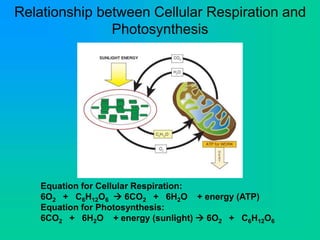 Relationship between Cellular Respiration and
Photosynthesis
Equation for Cellular Respiration:
6O2 + C6H12O6  6CO2 + 6H2O + energy (ATP)
Equation for Photosynthesis:
6CO2 + 6H2O + energy (sunlight)  6O2 + C6H12O6
 