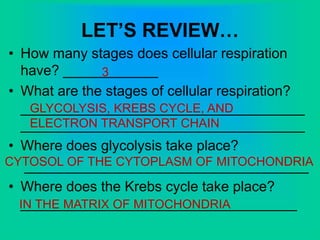 LET’S REVIEW…
• How many stages does cellular respiration
have? ____________
• What are the stages of cellular respiration?
____________________________________
____________________________________
• Where does glycolysis take place?
____________________________________
• Where does the Krebs cycle take place?
___________________________________
3
GLYCOLYSIS, KREBS CYCLE, AND
ELECTRON TRANSPORT CHAIN
CYTOSOL OF THE CYTOPLASM OF MITOCHONDRIA
IN THE MATRIX OF MITOCHONDRIA
 