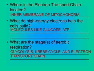 • Where is the Electron Transport Chain
located?
__________________________________
• What do high-energy electrons help the
cells build?
__________________________________
__________________________________
• What are the stage(s) of aerobic
respiration?
__________________________________
__________________________________
INNER MEMBRANE OF MITOCHONDRIA
MOLECULES LIKE GLUCOSE; ATP
GLYCOLYSIS, KREBS CYCLE, AND ELECTRON
TRANSPORT CHAIN
 