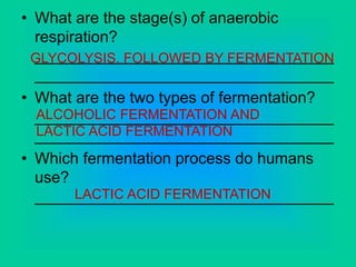 • What are the stage(s) of anaerobic
respiration?
__________________________________
__________________________________
• What are the two types of fermentation?
__________________________________
__________________________________
• Which fermentation process do humans
use?
__________________________________
GLYCOLYSIS, FOLLOWED BY FERMENTATION
ALCOHOLIC FERMENTATION AND
LACTIC ACID FERMENTATION
LACTIC ACID FERMENTATION
 