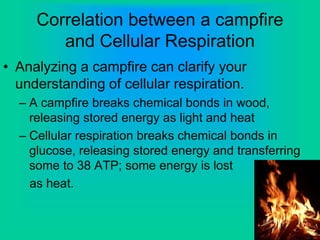 Correlation between a campfire
and Cellular Respiration
• Analyzing a campfire can clarify your
understanding of cellular respiration.
– A campfire breaks chemical bonds in wood,
releasing stored energy as light and heat
– Cellular respiration breaks chemical bonds in
glucose, releasing stored energy and transferring
some to 38 ATP; some energy is lost
as heat.
 