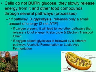 • Cells do not BURN glucose, they slowly release
energy from it and other food compounds
through several pathways (processes)
– 1st pathway  glycolysis: releases only a small
amount of energy (2 net ATP)
• If oxygen present, it will lead to two other pathways that
release a lot of energy: Krebs cycle & Electron Transport
Chain
• If oxygen absent glycolysis is followed by a different
pathway: Alcoholic Fermentation or Lactic Acid
Fermentation
 