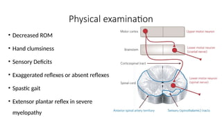 Physical examination
• Decreased ROM
• Hand clumsiness
• Sensory Deficits
• Exaggerated reflexes or absent reflexes
• Spastic gait
• Extensor plantar reflex in severe
myelopathy
 