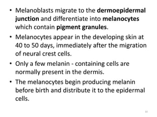 • Melanoblasts migrate to the dermoepidermal
junction and differentiate into melanocytes
which contain pigment granules.
• Melanocytes appear in the developing skin at
40 to 50 days, immediately after the migration
of neural crest cells.
• Only a few melanin - containing cells are
normally present in the dermis.
• The melanocytes begin producing melanin
before birth and distribute it to the epidermal
cells.
10
 