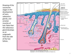 Drawing of the
successive
stages in the
development
of hairs,
sebaceous
glands, and
arrector
muscles of
hair. Note that
the sebaceous
gland develops
as an
outgrowth
from the side
of the hair
follicle.
11
 