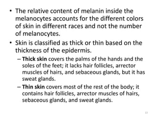 • The relative content of melanin inside the
melanocytes accounts for the different colors
of skin in different races and not the number
of melanocytes.
• Skin is classified as thick or thin based on the
thickness of the epidermis.
– Thick skin covers the palms of the hands and the
soles of the feet; it lacks hair follicles, arrector
muscles of hairs, and sebaceous glands, but it has
sweat glands.
– Thin skin covers most of the rest of the body; it
contains hair follicles, arrector muscles of hairs,
sebaceous glands, and sweat glands.
13
 