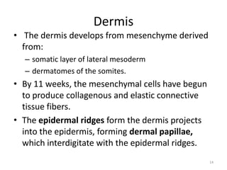 Dermis
• The dermis develops from mesenchyme derived
from:
– somatic layer of lateral mesoderm
– dermatomes of the somites.
• By 11 weeks, the mesenchymal cells have begun
to produce collagenous and elastic connective
tissue fibers.
• The epidermal ridges form the dermis projects
into the epidermis, forming dermal papillae,
which interdigitate with the epidermal ridges.
14
 