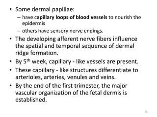 • Some dermal papillae:
– have capillary loops of blood vessels to nourish the
epidermis
– others have sensory nerve endings.
• The developing afferent nerve fibers influence
the spatial and temporal sequence of dermal
ridge formation.
• By 5th week, capillary - like vessels are present.
• These capillary - like structures differentiate to
arterioles, arteries, venules and veins.
• By the end of the first trimester, the major
vascular organization of the fetal dermis is
established.
16
 