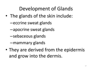 Development of Glands
• The glands of the skin include:
–eccrine sweat glands
–apocrine sweat glands
–sebaceous glands
–mammary glands
• They are derived from the epidermis
and grow into the dermis.
17
 