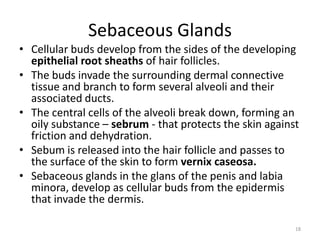 Sebaceous Glands
• Cellular buds develop from the sides of the developing
epithelial root sheaths of hair follicles.
• The buds invade the surrounding dermal connective
tissue and branch to form several alveoli and their
associated ducts.
• The central cells of the alveoli break down, forming an
oily substance – sebrum - that protects the skin against
friction and dehydration.
• Sebum is released into the hair follicle and passes to
the surface of the skin to form vernix caseosa.
• Sebaceous glands in the glans of the penis and labia
minora, develop as cellular buds from the epidermis
that invade the dermis.
18
 