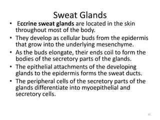 Sweat Glands
• Eccrine sweat glands are located in the skin
throughout most of the body.
• They develop as cellular buds from the epidermis
that grow into the underlying mesenchyme.
• As the buds elongate, their ends coil to form the
bodies of the secretory parts of the glands.
• The epithelial attachments of the developing
glands to the epidermis forms the sweat ducts.
• The peripheral cells of the secretory parts of the
glands differentiate into myoepithelial and
secretory cells.
20
 